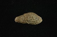 藏品(瘤蜷)的圖片